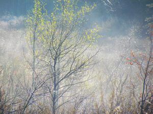 mist (Mixed weather at Ginty Creek.)