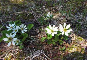 mmm (Winter damage at Nuk Tessli)