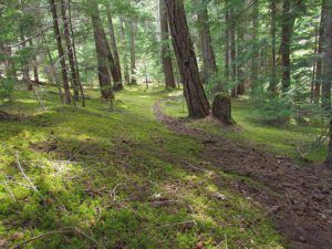 mossy forest 2 (Bella Coola 26th May)