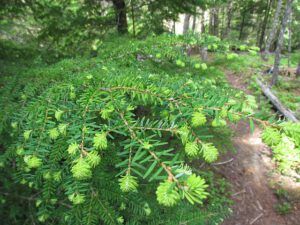new hemlock leaves (Bella Coola 26th May)