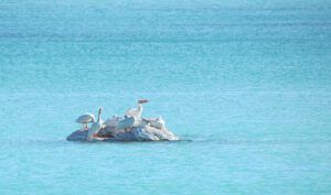 pelicans (Walker Valley at the one-oh-eight)