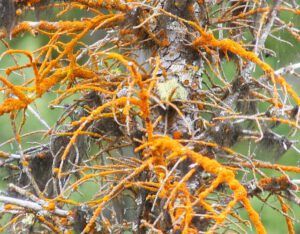 red lichen 2 (A Walk around the Wetlands at Ginty Creek)