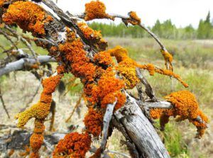 red lichen closeup (A Walk around the Wetlands at Ginty Creek)