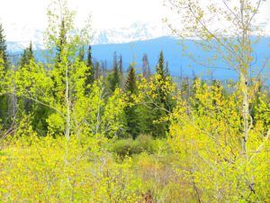 spring and mts 2 (A Walk around the Wetlands at Ginty Creek)