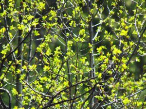 spring tapestry (Spring!!!)