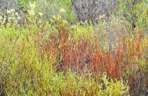 spring textures (A Walk around the Wetlands at Ginty Creek)