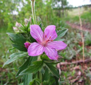 sticky geranium (Walker Valley at the one-oh-eight)