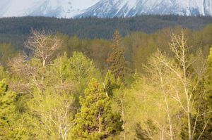 strong morning light (Spring!!!)