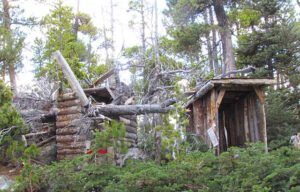 tree on outhouse 1 (Winter damage at Nuk Tessli)