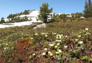 Long meadow 3 (The Mammaries 5th July 2012)