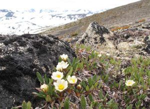 Mt avens 2 (The Mammaries, late June)