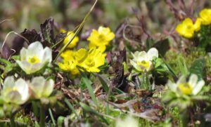 Mt meadow buttercup (The Mammaries 5th July 2012)