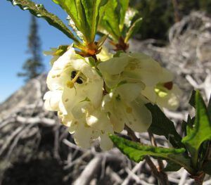 White mountain rhododendron (Mimulus breweri)