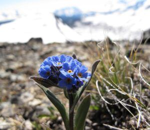 alpine forgetmenot (The Mammaries 5th July 2012)