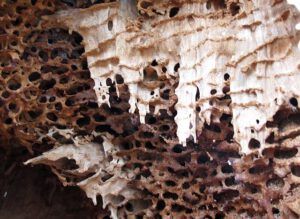 ant chambers (Early local flowers at Nuk Tessli)