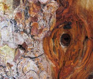 bark texture (Early local flowers at Nuk Tessli)