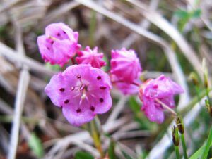 bog laurel (Early local flowers at Nuk Tessli)