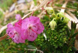 bog laurel and yellow heather (Early local flowers at Nuk Tessli)