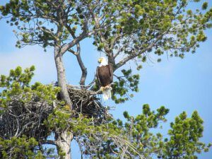 eagle (Boundary Lake July 16, 12)