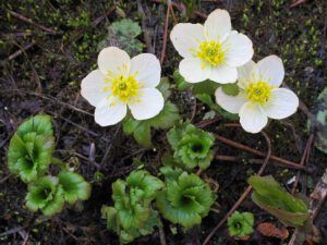globe flowers (North Pass Lake late June)