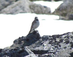 horned lark (The Mammaries 5th July 2012)