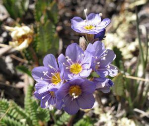 jacobs ladder (The Mammaries 5th July 2012)