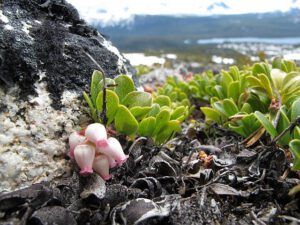 kinnikinnick (The Mammaries, late June)