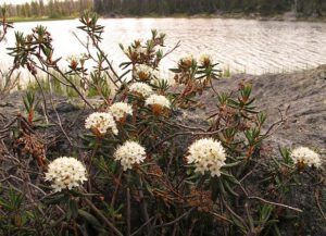 labrador tea (Boundary Lake July 16, 12)