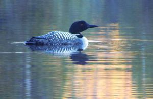 loon (June sunrise at Nuk Tessli)