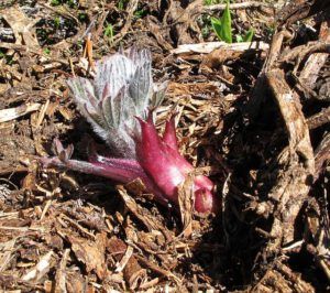 lupin (North Pass Lake late June)
