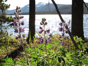 lupins (Nuk Tessli heatwave)