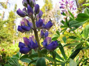 lupins (Boundary Lake July 16, 12)