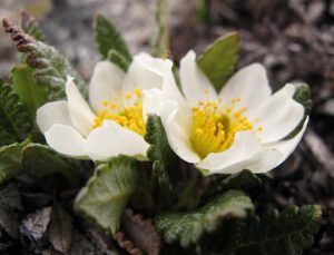 mountain avens 1 (The Mammaries, late June)