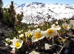 mt avens (The Mammaries 5th July 2012)