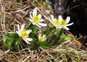 mt marsh marigolds (The Mammaries, late June)
