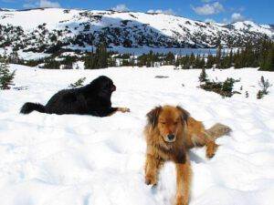 north pass lake (North Pass Lake late June)