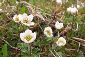 northern anemone (Early local flowers at Nuk Tessli)