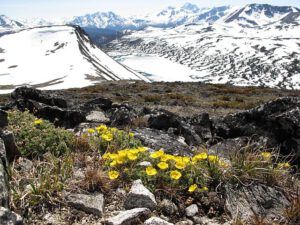 p villosa 1 (The Mammaries 5th July 2012)