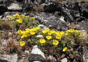 p villosa in rocks (The Mammaries 5th July 2012)