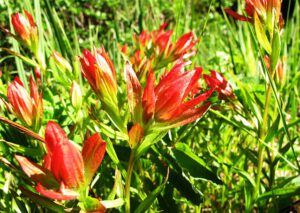 paintbrush (Nuk Tessli heatwave)