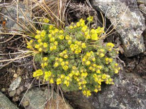 payson’s draba (The Mammaries, late June)