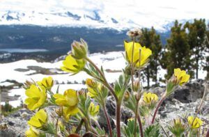 potentilla sp (The Mammaries, late June)