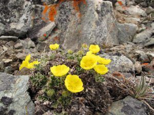 potentilla v 2 (The Mammaries, late June)