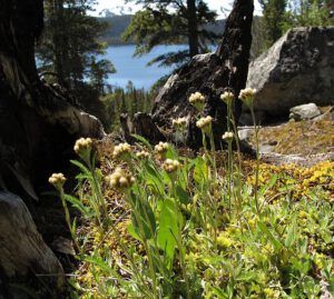 pussytoes (Mimulus breweri)
