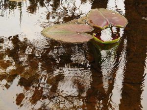 rain and pond lilies (Early local flowers at Nuk Tessli)