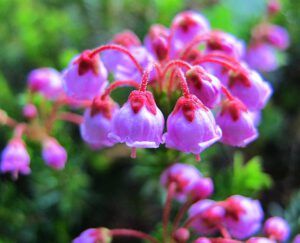 red heather (Boundary Lake July 16, 12)
