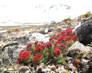 roseroot (The Mammaries, late June)