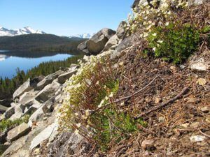 sax and lake (Mimulus breweri)