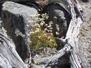 sax with wood (Mimulus breweri)