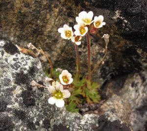 saxifraga caespitosa (The Mammaries, late June)